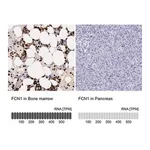 Merck Anti-FCN1 antibody produced in rabbit
