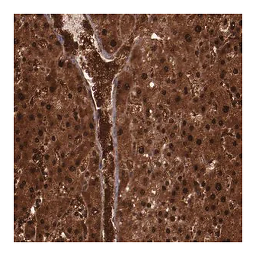 Merck Anti-FTSJ1 antibody produced in rabbit
