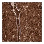 Merck Anti-FTSJ1 antibody produced in rabbit