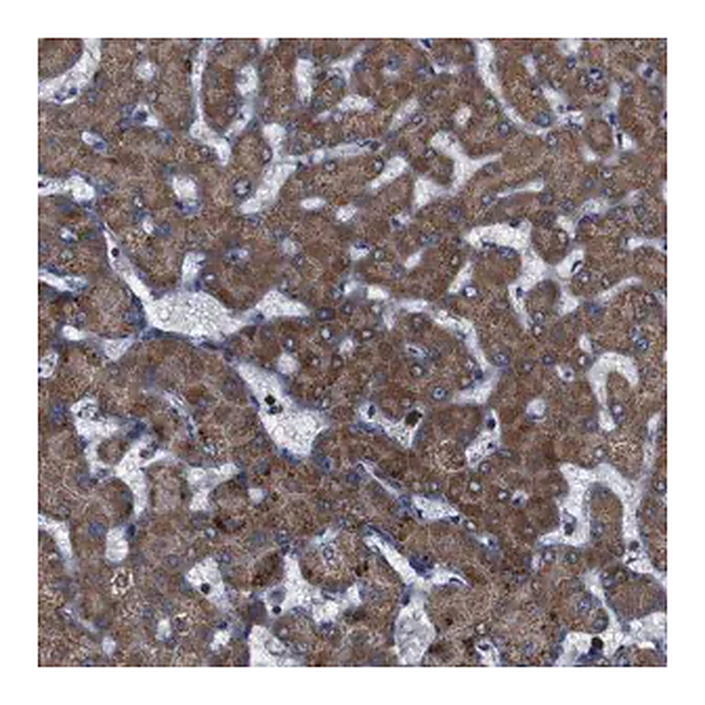 Merck Anti-ATP7B antibody produced in rabbit