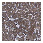 Merck Anti-ATP7B antibody produced in rabbit