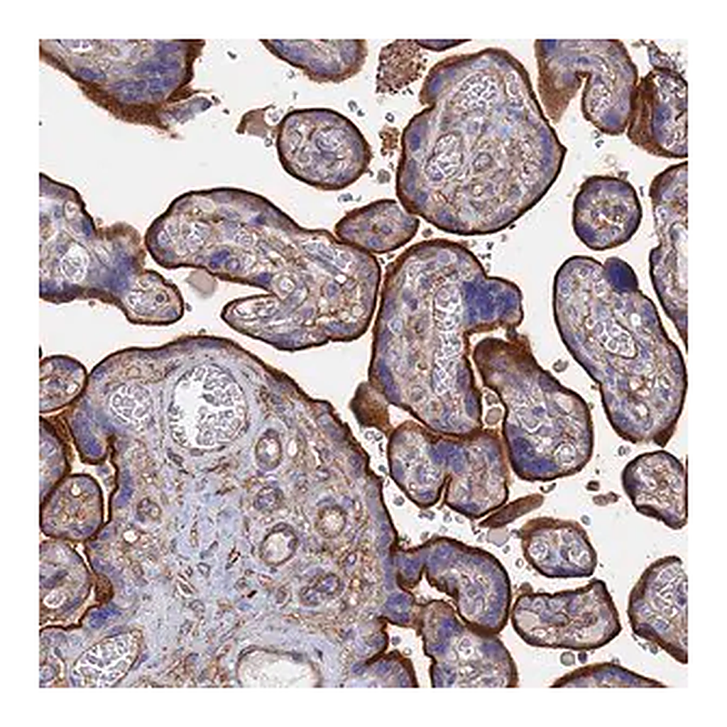 Merck Anti-STRA6 antibody produced in rabbit