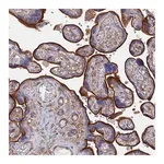 Merck Anti-STRA6 antibody produced in rabbit