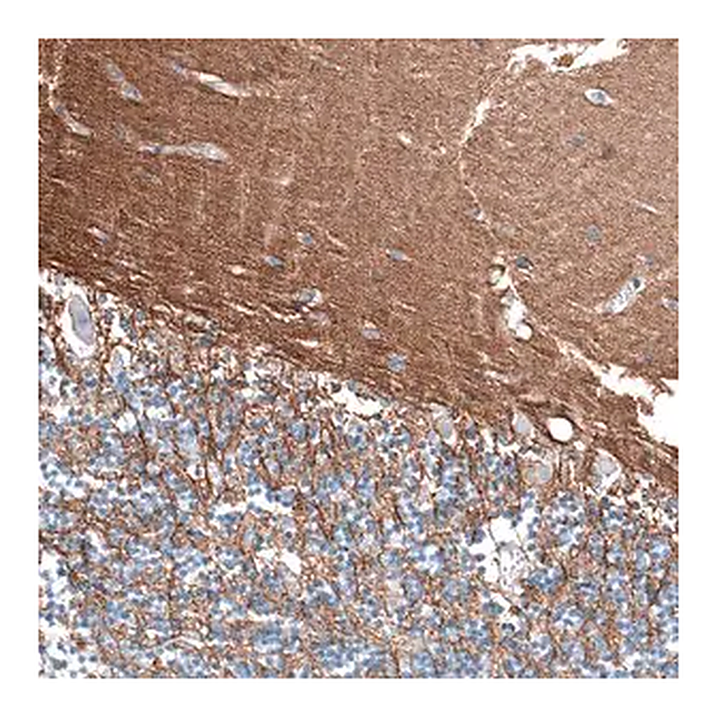 Merck Anti-RXFP1 antibody produced in rabbit