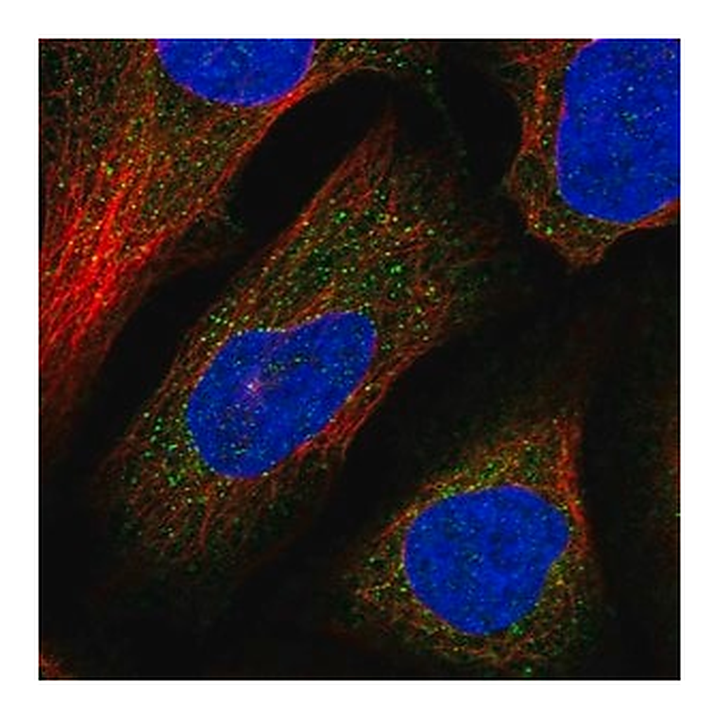 Merck Anti-DNAJC13 antibody produced in rabbit