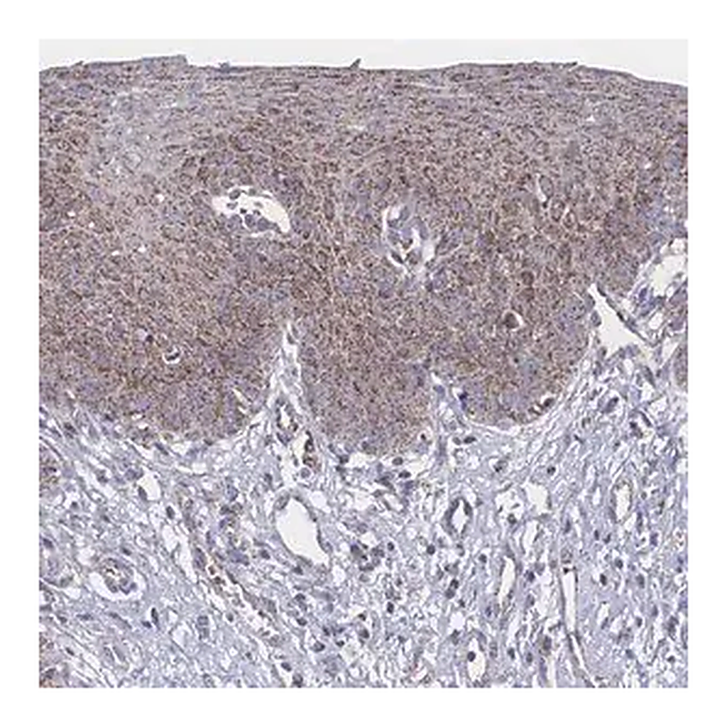 Merck Anti-PEX14 antibody produced in rabbit
