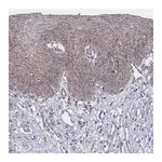 Merck Anti-PEX14 antibody produced in rabbit