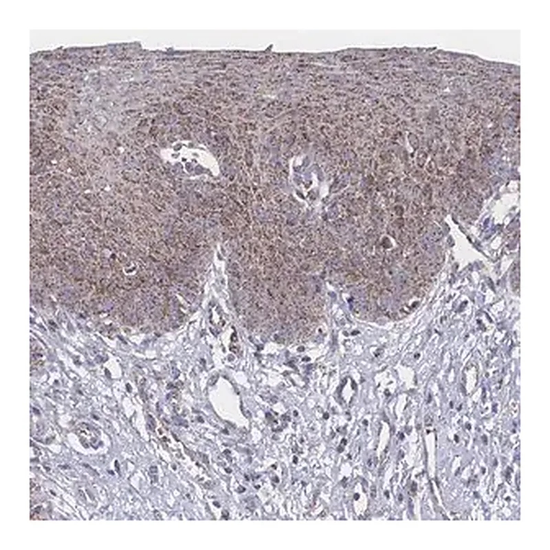 Merck Anti-PEX14 antibody produced in rabbit