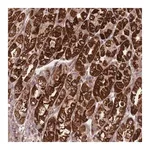 Merck Anti-ATP5L antibody produced in rabbit