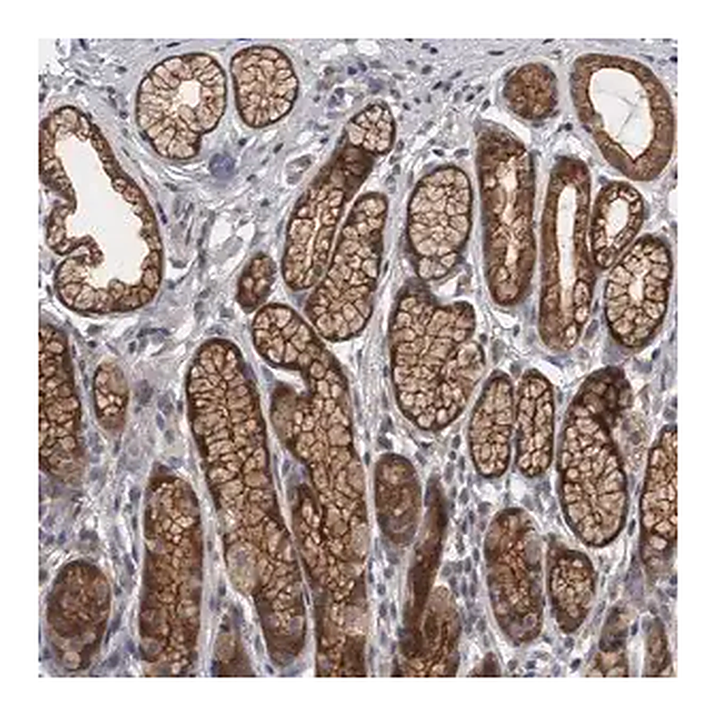 Merck Anti-PRKCI antibody produced in rabbit