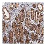 Merck Anti-PRKCI antibody produced in rabbit