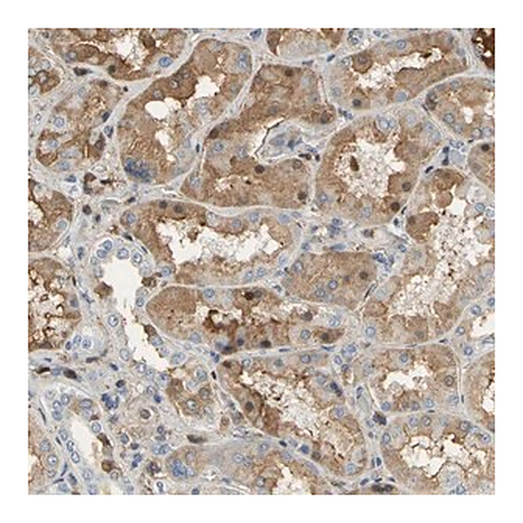 Merck Anti-GYG2 antibody produced in rabbit