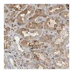 Merck Anti-GYG2 antibody produced in rabbit