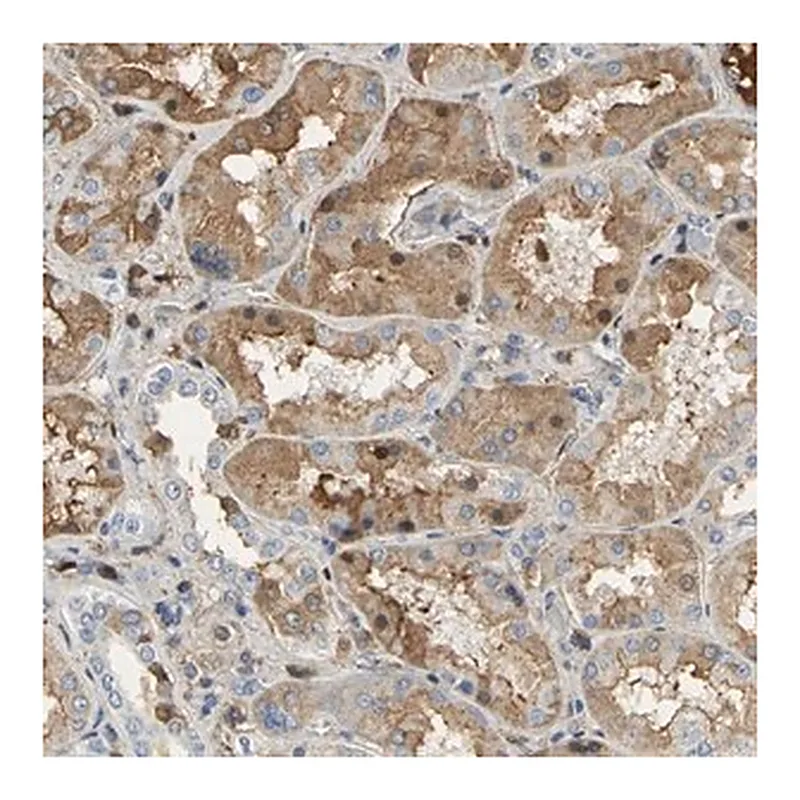 Merck Anti-GYG2 antibody produced in rabbit
