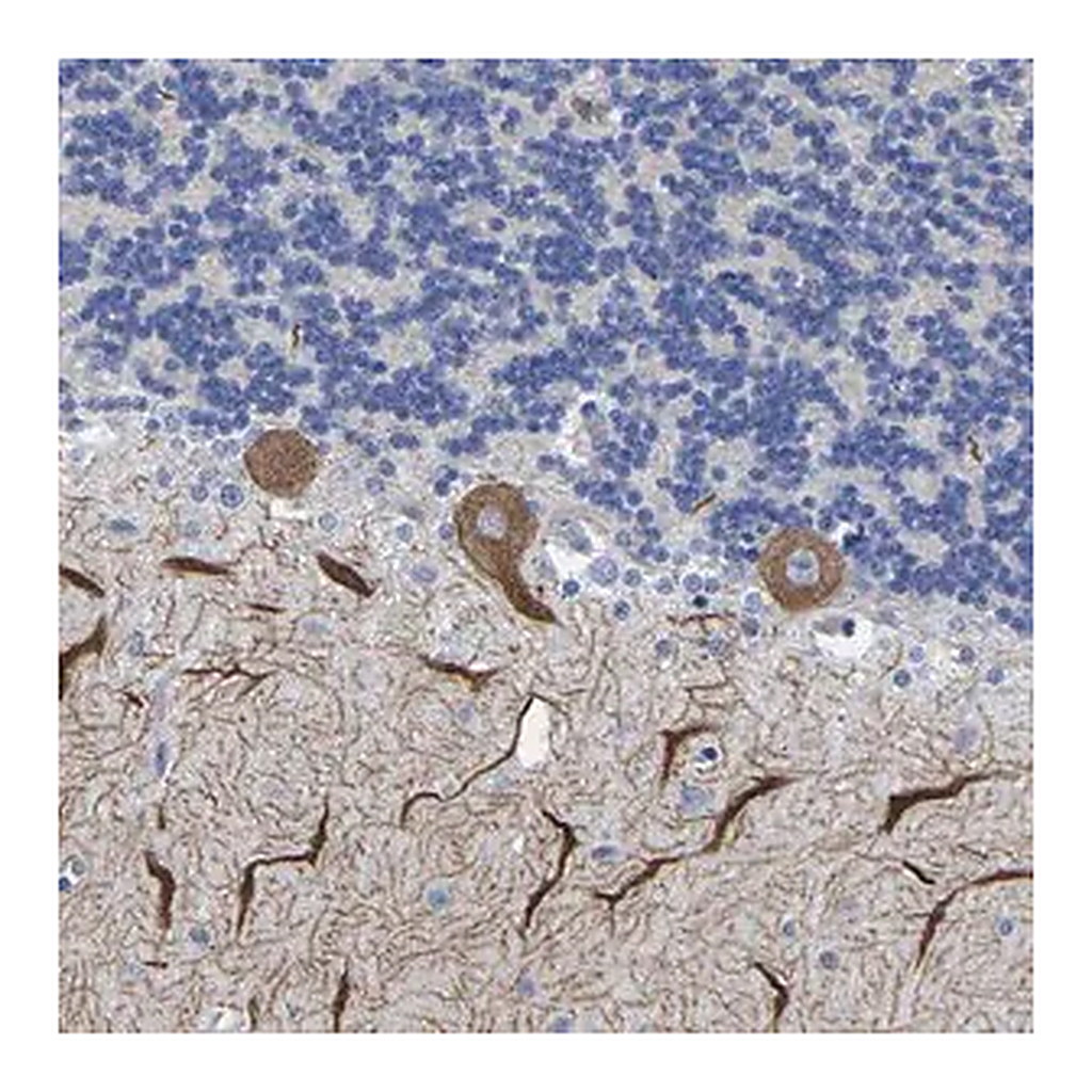 Merck Anti-HCRTR1 antibody produced in rabbit