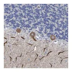 Merck Anti-HCRTR1 antibody produced in rabbit