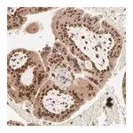 Merck Anti-MED15 antibody produced in rabbit