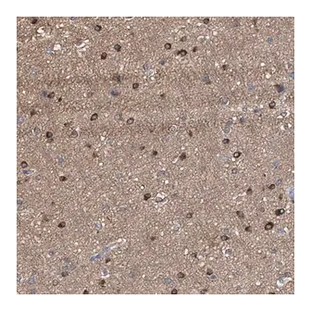 Merck Anti-FHOD3 antibody produced in rabbit