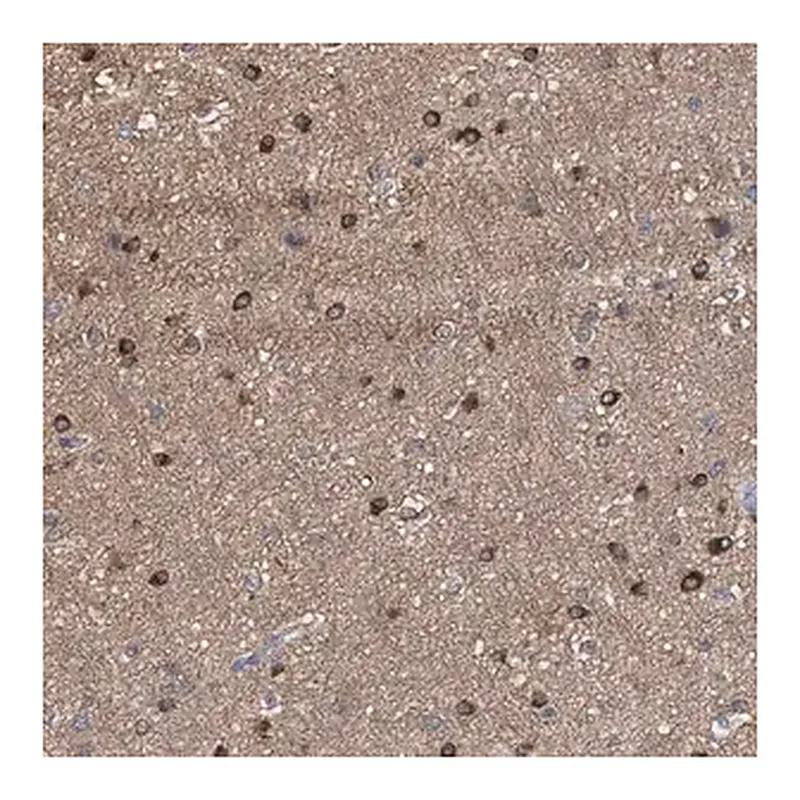 Merck Anti-FHOD3 antibody produced in rabbit