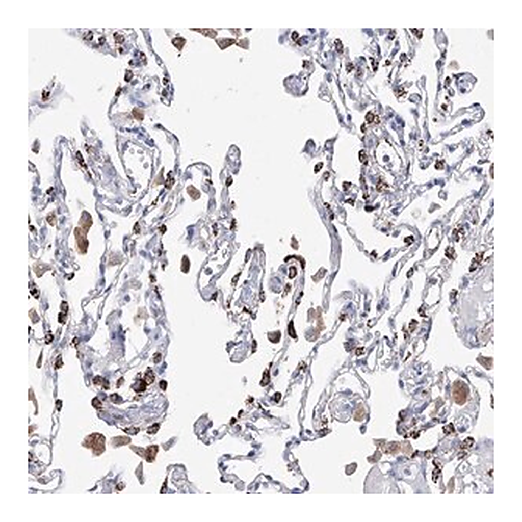 Merck Anti-NRROS antibody produced in rabbit