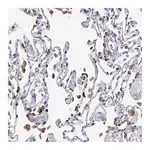 Merck Anti-NRROS antibody produced in rabbit