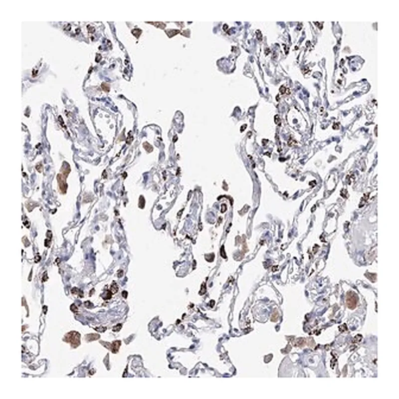 Merck Anti-NRROS antibody produced in rabbit