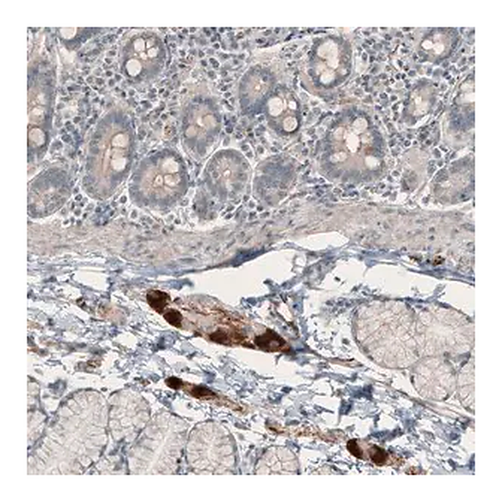 Merck Anti-NMU antibody produced in rabbit