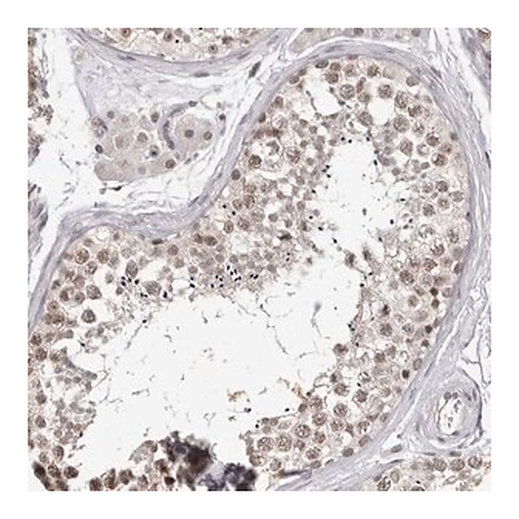 Merck Anti-SRCAP antibody produced in rabbit