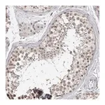 Merck Anti-SRCAP antibody produced in rabbit