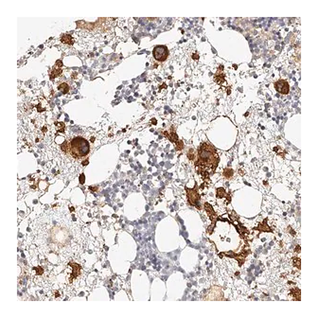 Merck Anti-ITGB3 antibody produced in rabbit