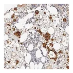 Merck Anti-ITGB3 antibody produced in rabbit