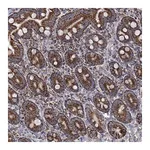 Merck Anti-ABHD10 antibody produced in rabbit