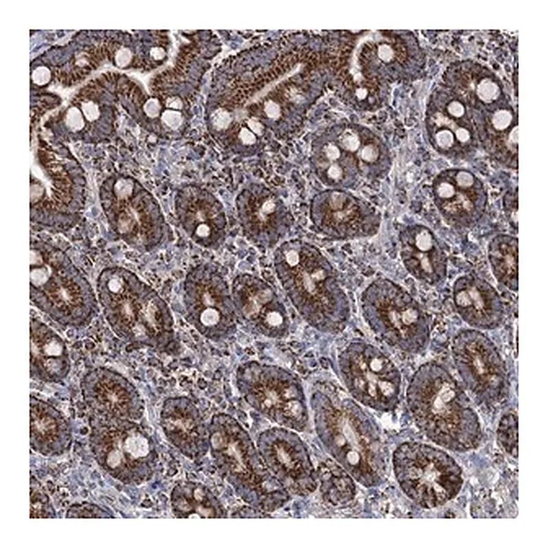 Merck Anti-ABHD10 antibody produced in rabbit