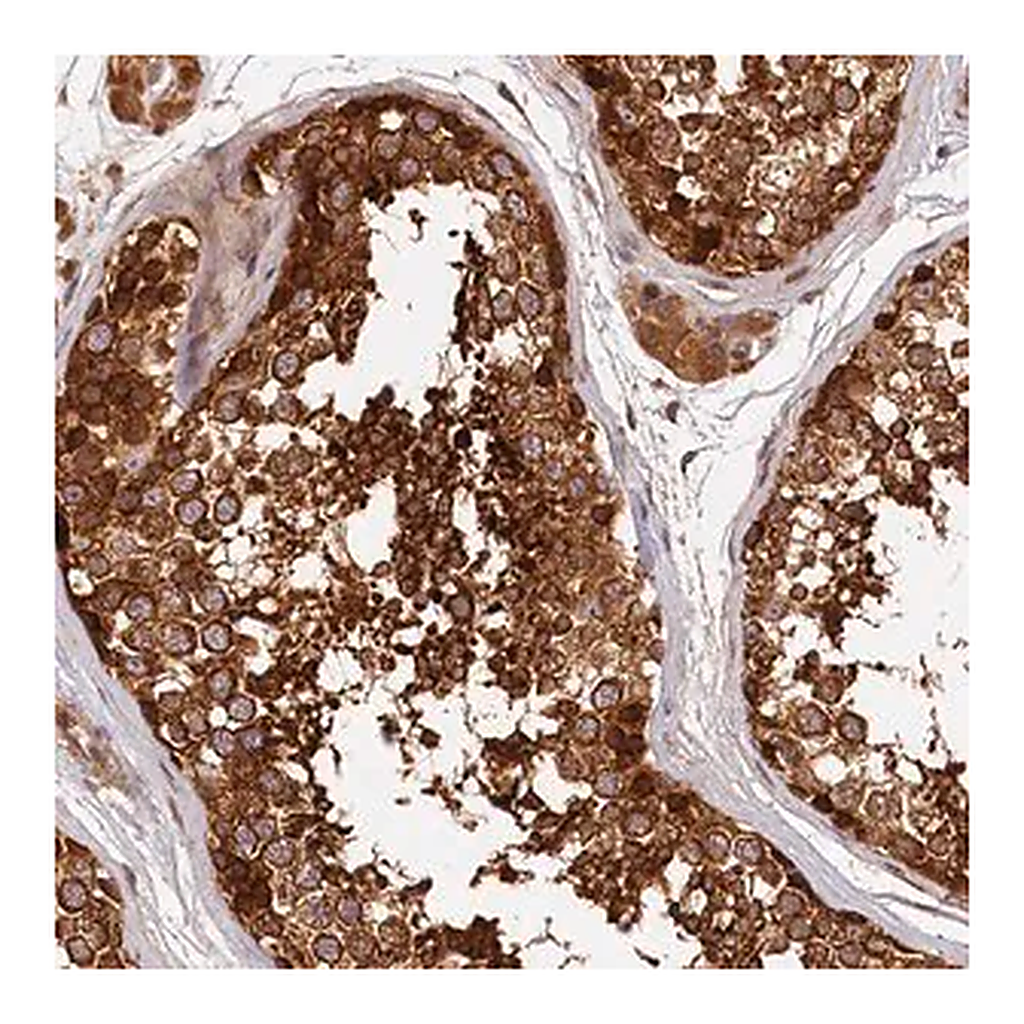 Merck Anti-HMOX2 antibody produced in rabbit