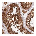 Merck Anti-HMOX2 antibody produced in rabbit
