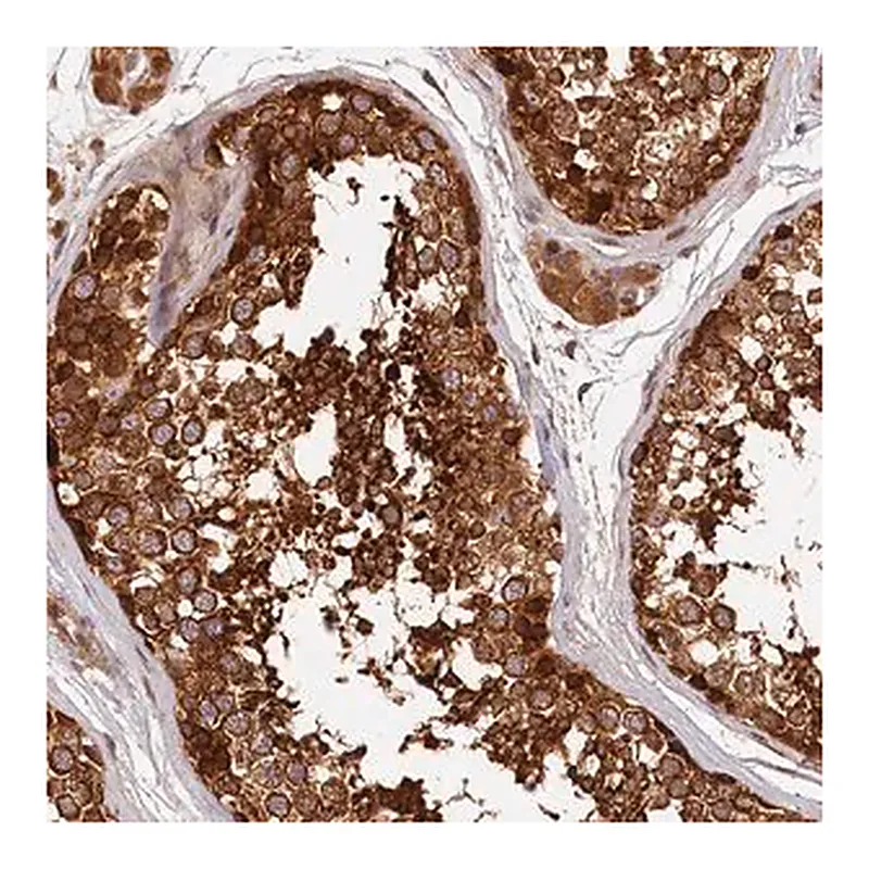 Merck Anti-HMOX2 antibody produced in rabbit
