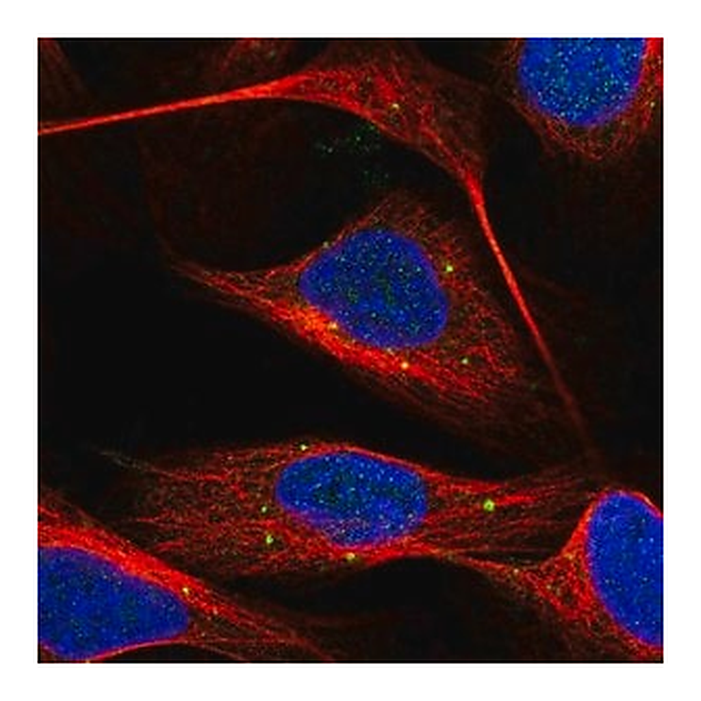 Merck Anti-DENND6A antibody produced in rabbit