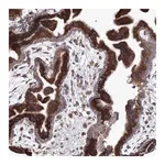 Merck Anti-VPS8 antibody produced in rabbit