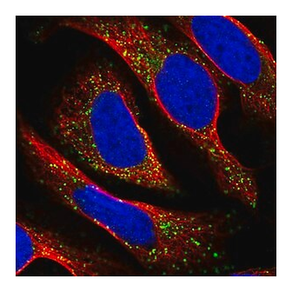 Merck Anti-TAPT1 antibody produced in rabbit