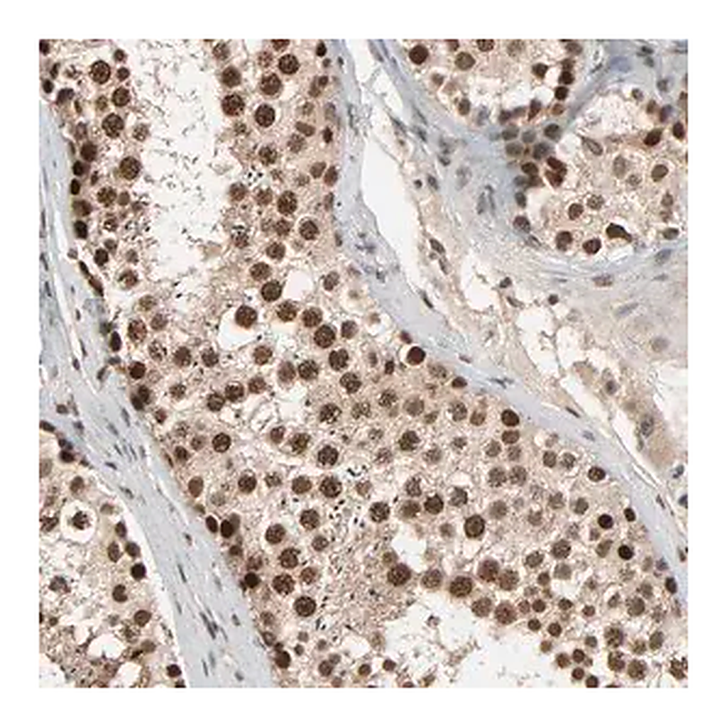 Merck Anti-SMARCD1 antibody produced in rabbit