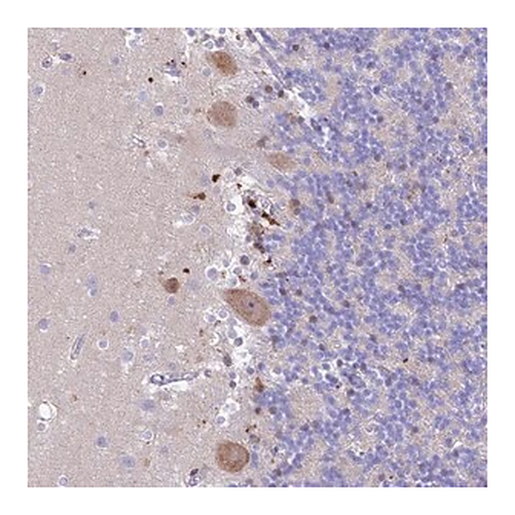 Merck Anti-PRNP antibody produced in rabbit
