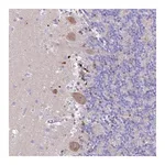 Merck Anti-PRNP antibody produced in rabbit