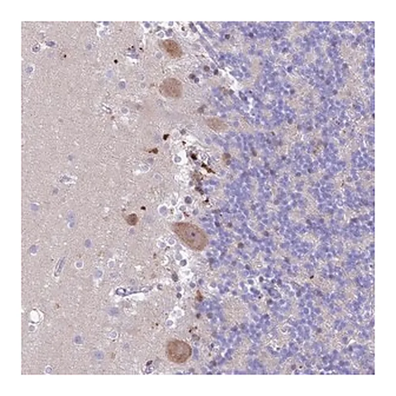 Merck Anti-PRNP antibody produced in rabbit