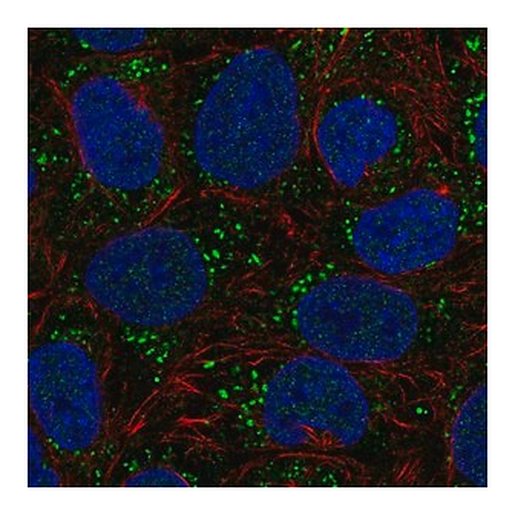 Merck Anti-DGKA antibody produced in rabbit