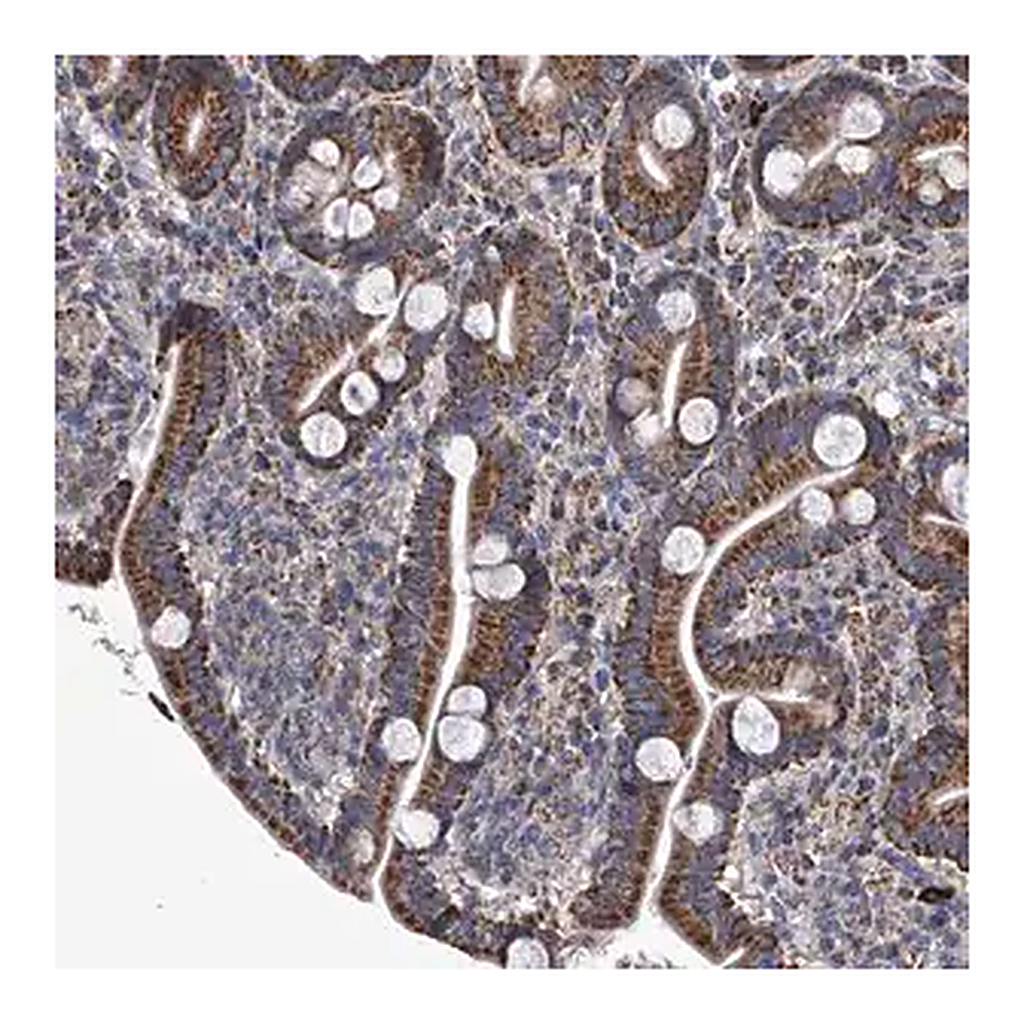 Merck Anti-MRGPRD antibody produced in rabbit