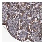 Merck Anti-MRGPRD antibody produced in rabbit