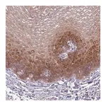 Merck Anti-KLC3 antibody produced in rabbit
