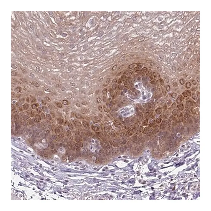 Merck Anti-KLC3 antibody produced in rabbit