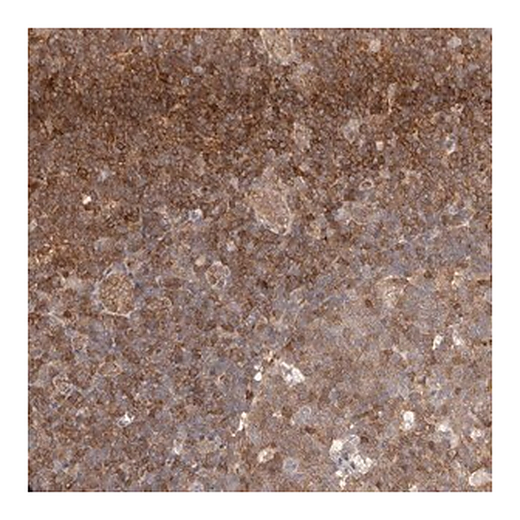 Merck Anti-STAT5A antibody produced in rabbit