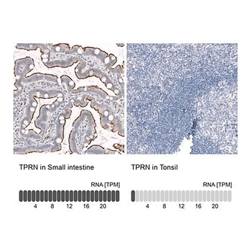 Merck ANTI-TPRN antibody produced in rabbit
